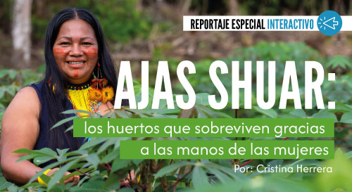 Ajas Shuar: los huertos que sobreviven gracias a las manos de las mujeres