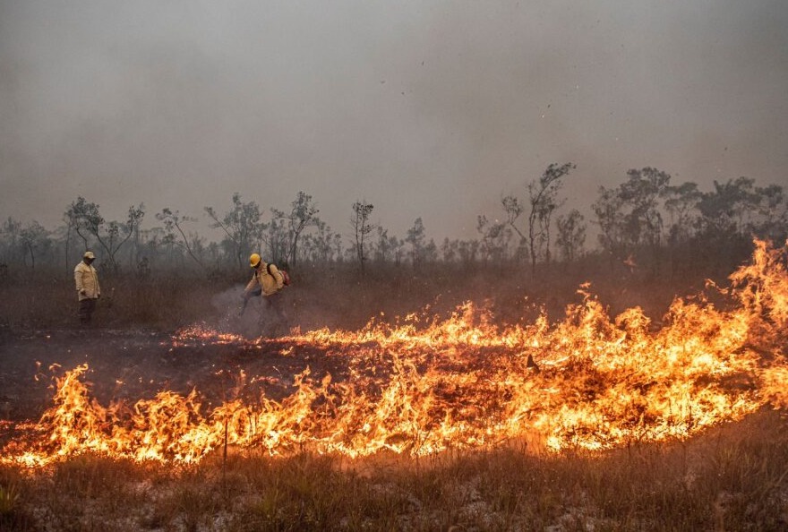 El 2024 ha representado un año récord para los incendios forestales en la Amazonía. Foto: COIAB. 