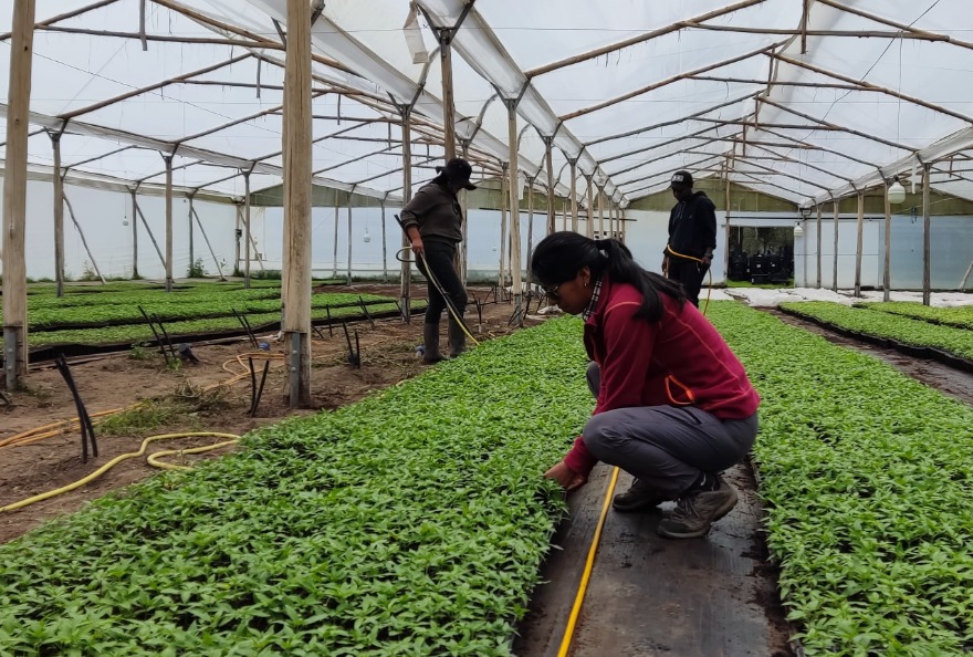 Ana Criollo, jefa agrónoma de Barad, inspecciona los cultivos en la hacienda de Tabacundo.