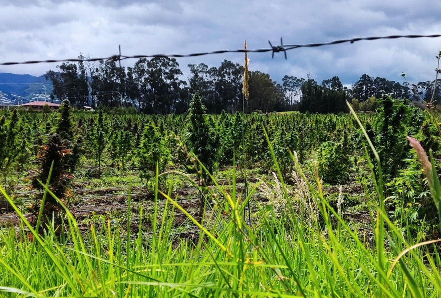 En Tabacundo hay extensos cultivos de cannabis no psicoactivo.