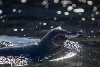 Preocupación por la baja reproducción de pingüinos y cormoranes en Galápagos