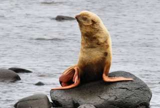 Captaron una rara especie de foca en Rusia