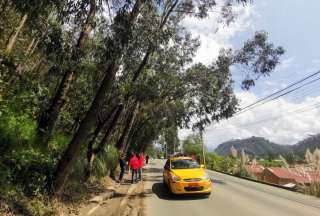 74 árboles serán talados este fin de semana en Cuenca. Conozca las alternativas viales. 