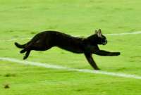 Un gato negro se metió al partido entre Emelec y Orense