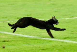 Un gato negro se metió al partido entre Emelec y Orense