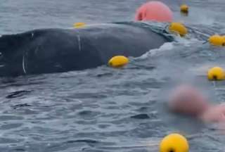 El rescate de una ballena enredada en una malla podría acarrear una multa a un grupo de amigos en Australia.