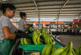 BanEcuador entregará una nueva línea de microcréditos para productores de banano.