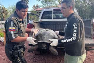 En Galápagos, un conductor fue sancionado con una gran multa tras matar a una tortuga gigante. 