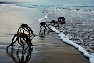 Unas extrañas criaturas fueron fotografiadas en una playa de Sudáfrica. 