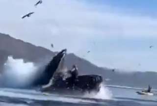 Una ballena se &#039;tragó&#039; a dos mujeres en Estados Unidos.