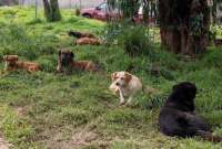 Primera Perritón se realizará en el norte de Quito. 