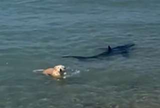 Un perrito persiguió a un tiburón en una playa de Alicante. 