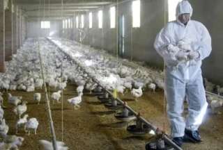 Conozca más sobre la gripe aviar que ya ha dejado una persona fallecida en México. 