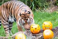  Zoológico de Londres celebran Halloween con calabazas y juegos de caza. 