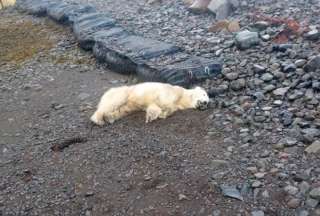 El animal llegó en un témpano de hielo desde Groenlandia y fue el primero avistado en el país desde 2016.