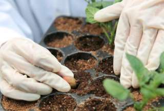 BanEcuador cuenta con una nueva línea de crédito para agricultores.