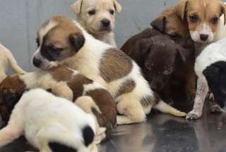 Más de 300 mascotas esperan ser adoptadas en hogares responsables en Guayaquil. 