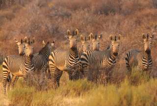 300 cebras serán sacrificadas en Namibia, en una controvetida medida.