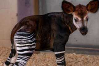 La crías de okapi nacen muy rara vez en cautividad. 