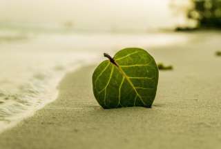 Encuentran un pie humano en las playa de Perú