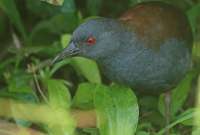 En Galápagos se halla especie de ave que se creía que estaba extinta