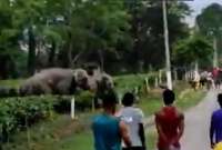 En la India, un joven terminó pisoteado por un elefante tras agredir al animal con piedras. 