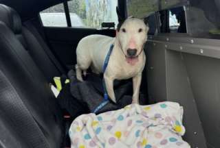 Un bull terrier de alrededor de un año fue rescatado por la patrulla de carretera de Florida.