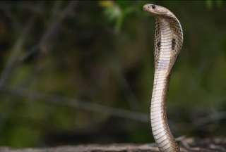 El veneno de una serpiente cobra es considerado mortal. 