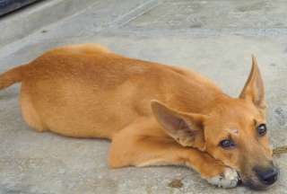 Refugios de animales en Quito no solventan situación de los perros callejeros 