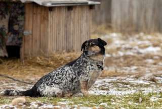 Municipio de Quito se pronuncia sobre envenenamiento de perros. 