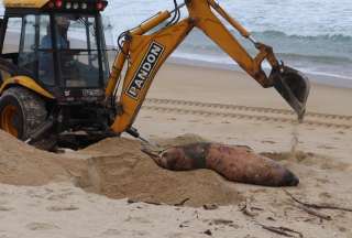 550 lobos marinos murieron en la playa de Brasil