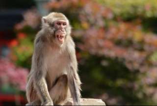MSP activa alerta epidemiológica por viruela del mono