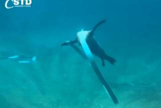 En Washington, Pepper, un león marino, protagonizó un tierno momento bailando bajo el agua.