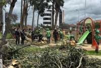 Dos niños murieron aplastados tras la caída de un árbol en Cuenca. Las autoridades responden. 