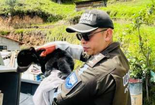 Policía rescató a una cría de oso de anteojos en Imbabura.