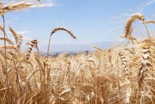 Variedad de trigo de alta calidad se cosecha en Pujilí