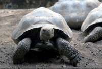 Según el Parque Galápagos, una especie de tortugas de las islas pueden tener conductas carroñeras