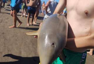 Un delfín murió en la playa de Mar de Tuyú