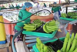 El banano es el quinto producto con mayores cifras de exportación a China.