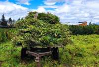 En Tabacundo hay haciendas que se dedican a la producción de cannabis no psicoactivo.