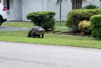 Un caimán gigante apareció en el estado de La Florida. Usuarios de redes reaccionan. 