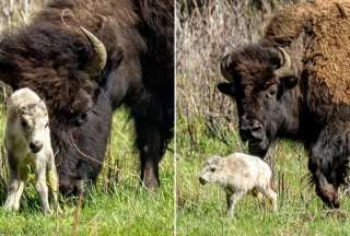 Un rarísimo ejemplar de bisonte blanco fue avistado en el Parque Nacional de Yellowstone en Montana