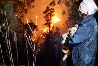 La Unidad de Bienestar Animal atendió a varias mascotas que fueron víctimas colaterales por los incendios forestales en Quito. 