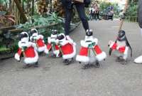 Un grupo de pingüinos está listo para celebrar la Navidad en Japón.