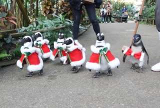 Un grupo de pingüinos está listo para celebrar la Navidad en Japón.