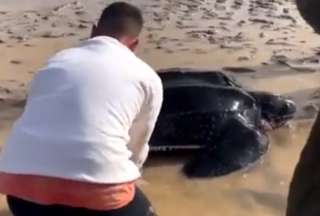 Tortuga laúd que se varó en la playa fue ayudada por un grupo de personas