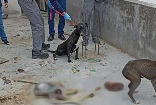 Dos perros en total desnutrición fueron rescatados en Quito. Se comieron a otro can.