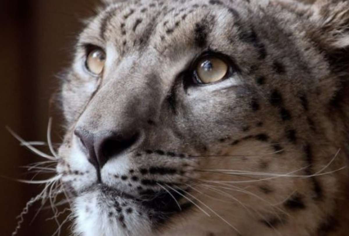 Un leopardo de las nieves muere en zoológico de Estados Unidos después de contraer COVID-19