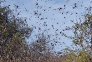 Invasión de saltamontes en Córdoba, Argentina, alarmó a los vecinos