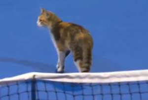 En Doha se interrumpieron tres partidos por culpa de dos gatos